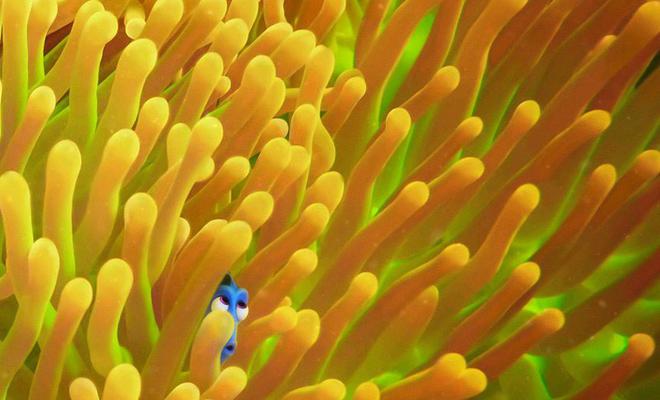Busca a Dory en estos nuevos pósters de la película