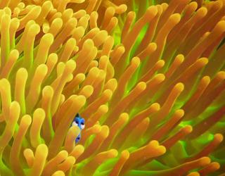 Busca a Dory en estos nuevos pósters de la película